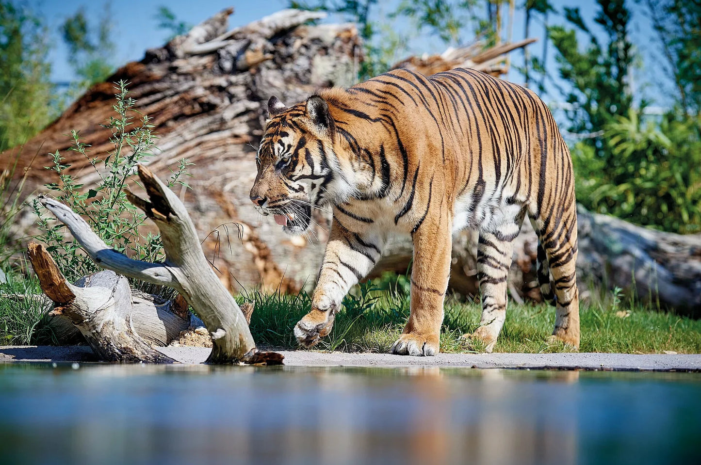 Zoo De La Flèche 1 Jour