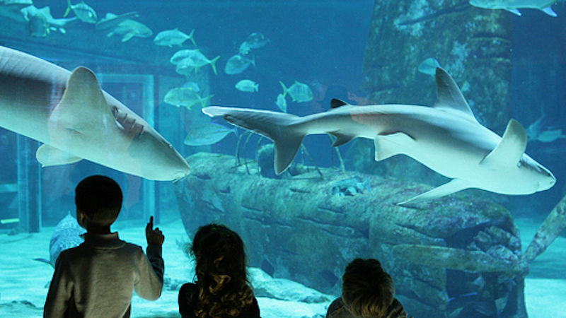 Aquarium Seaquarium Grau Du Roi