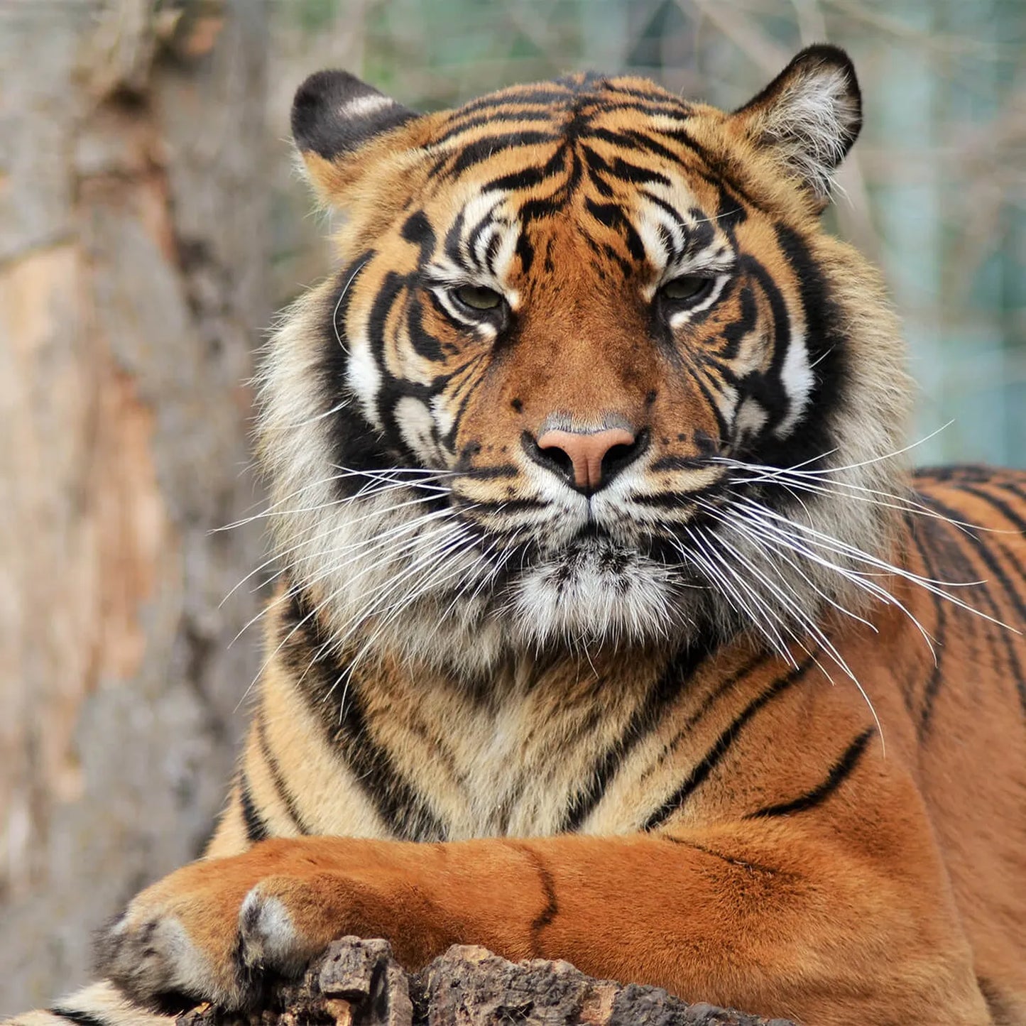 Zoo De Beauval 2 Jours