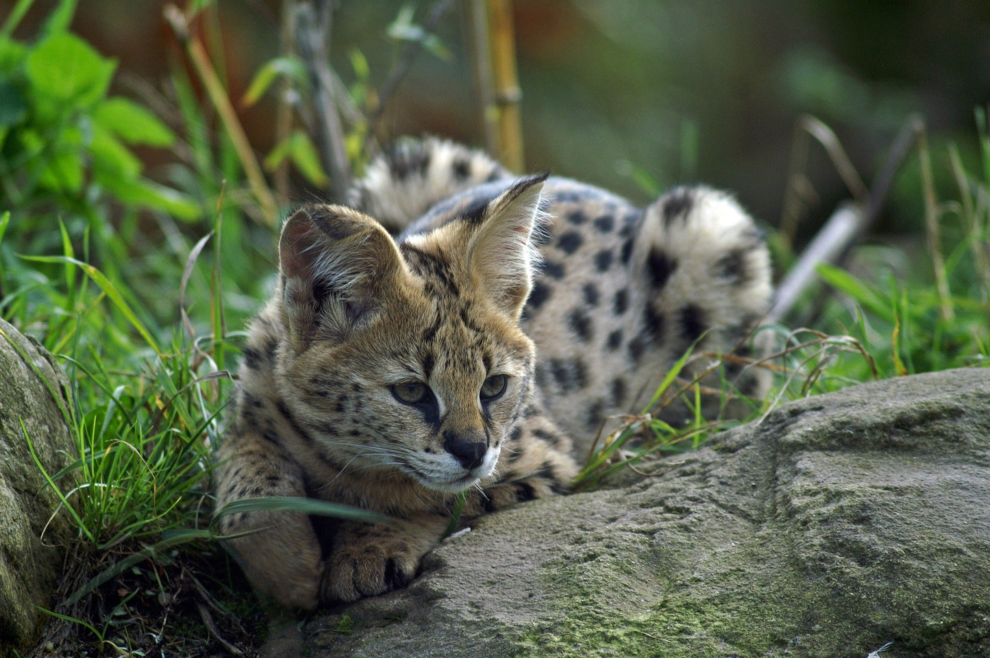 Zoo De La Flèche 1 Jour
