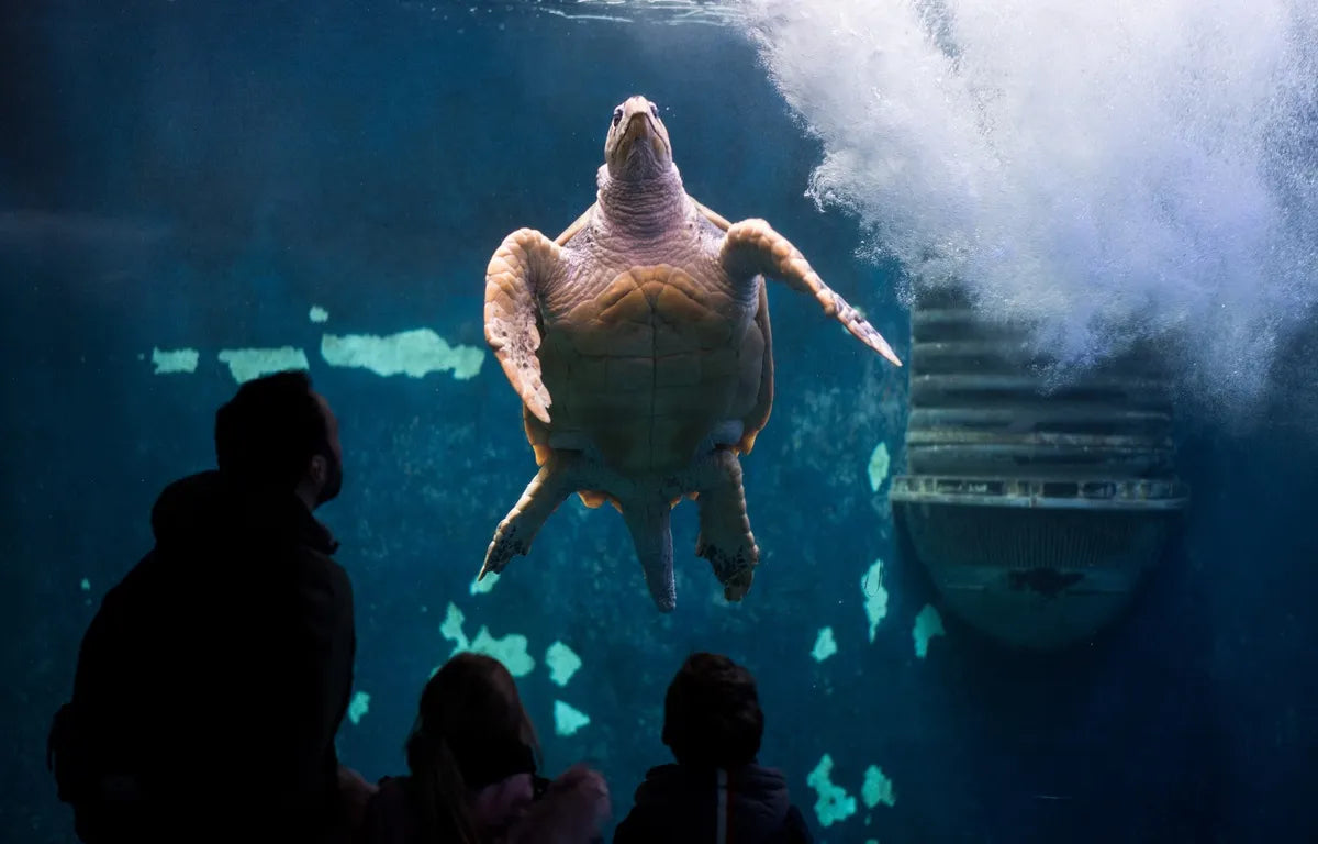 Aquarium St Malo