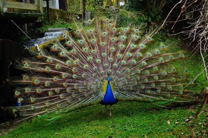 Zoo De Tregomeur