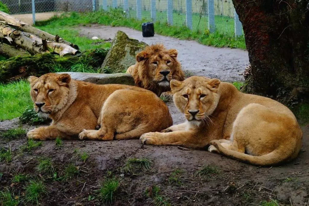 Zoo De Tregomeur