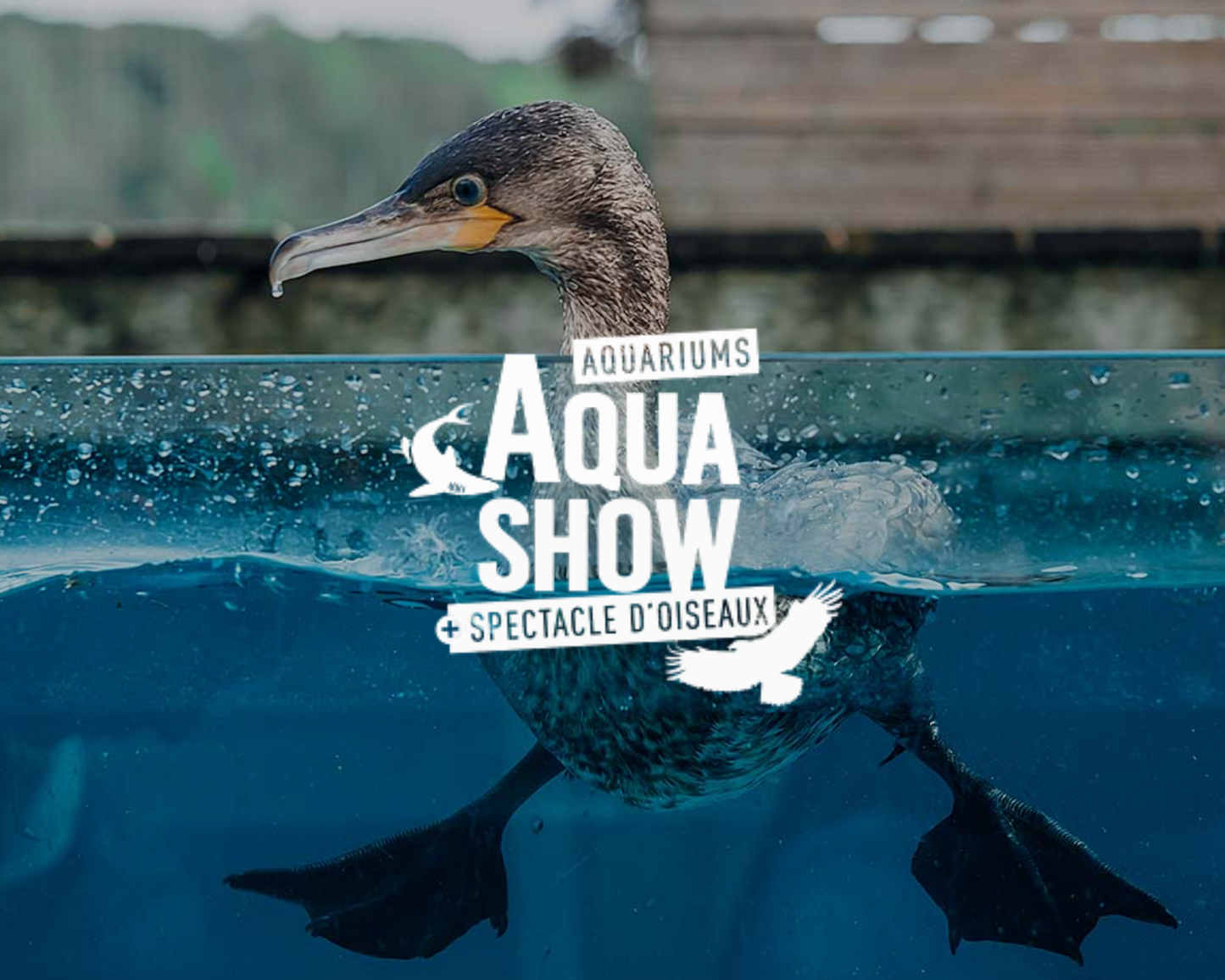 Aquashow