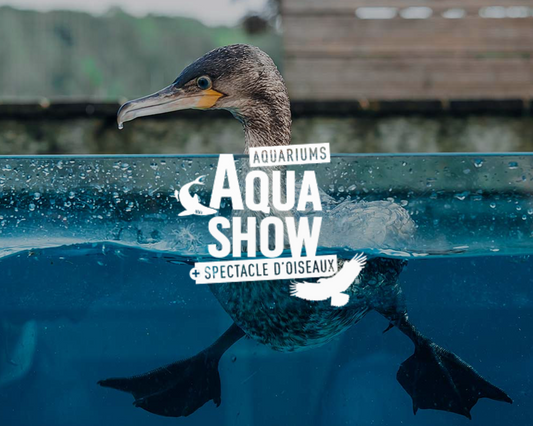 Aquashow