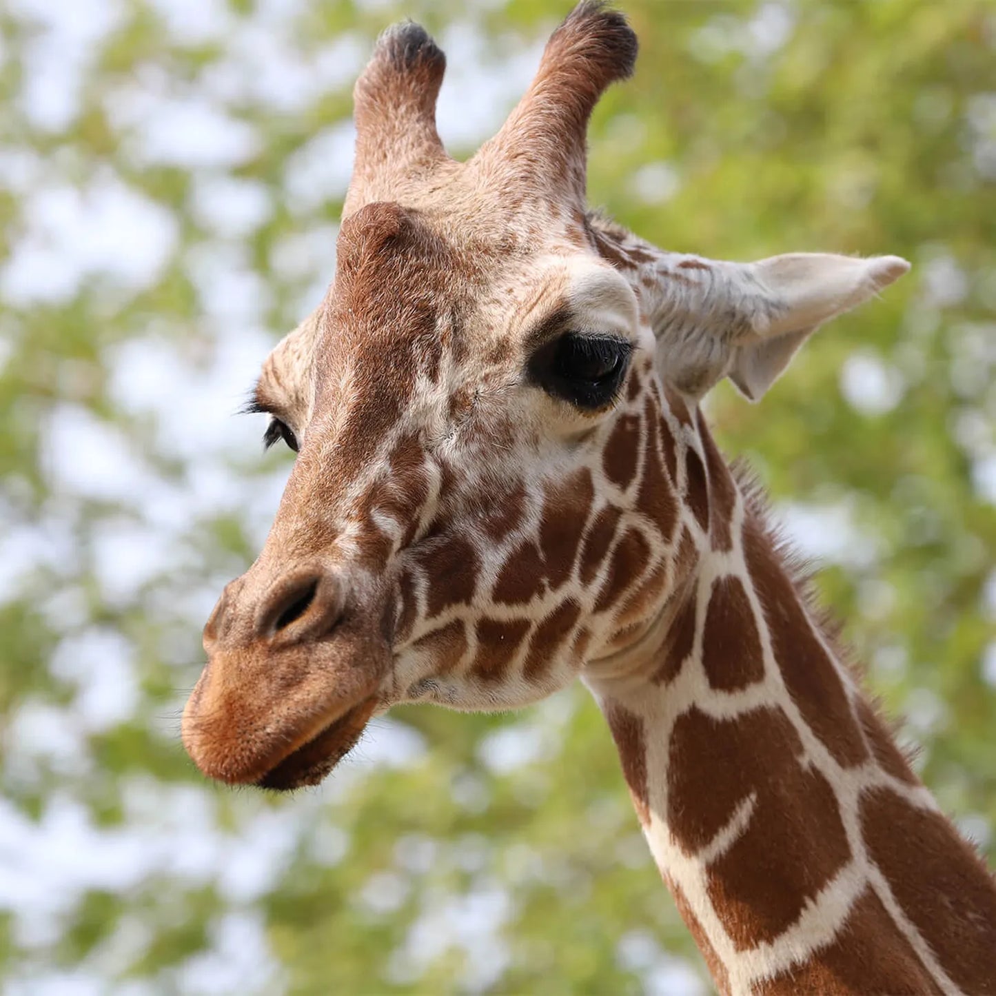 Zoo De Beauval