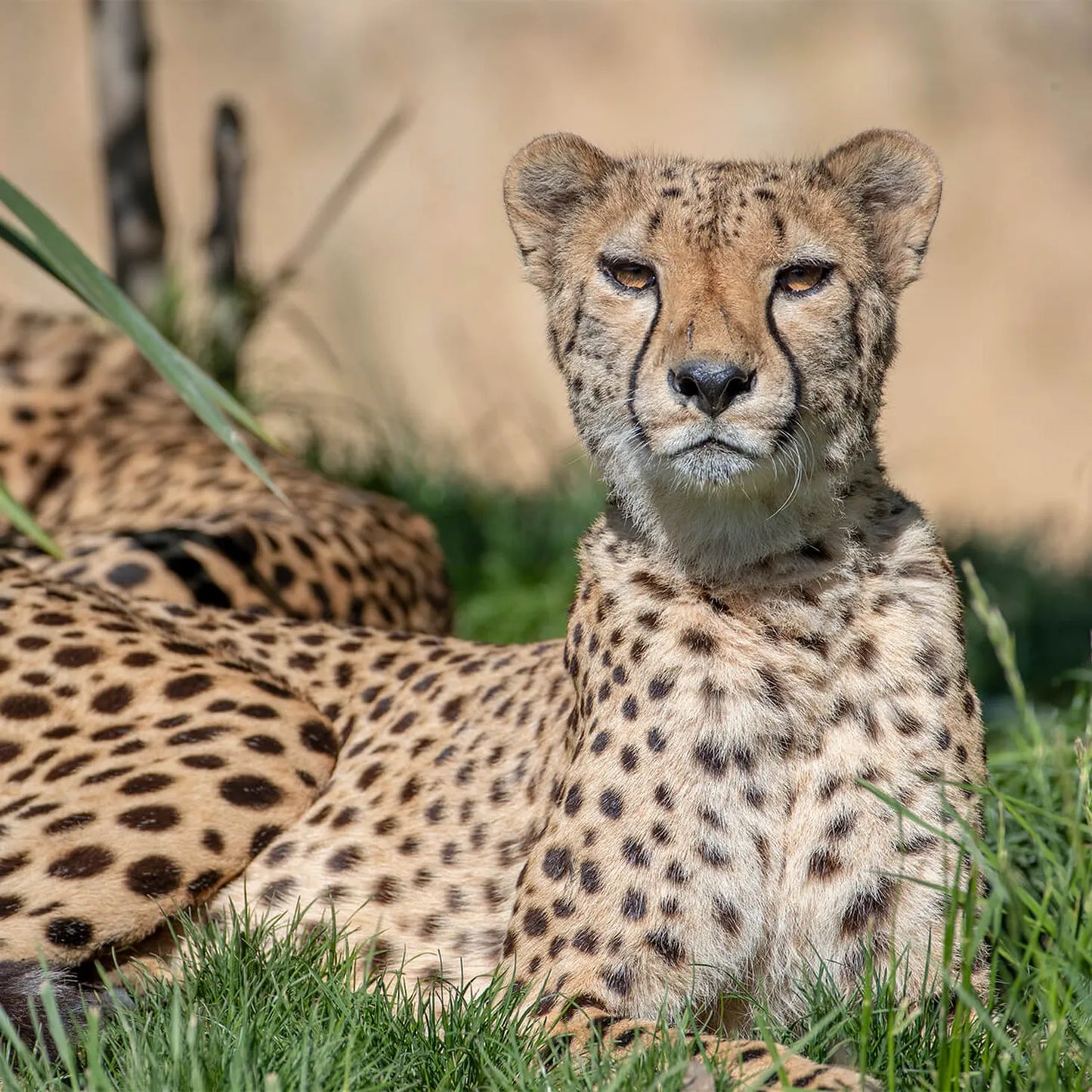 Zoo De Beauval