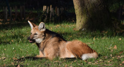 Zoo La Bourbansais