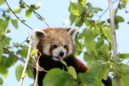 Zoo De La Flèche 2 Jours